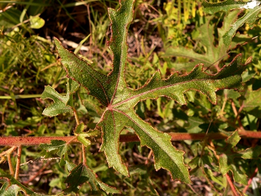 {Hibiscus aculeatus}